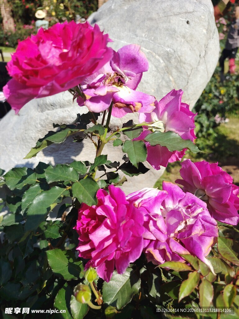 月季花