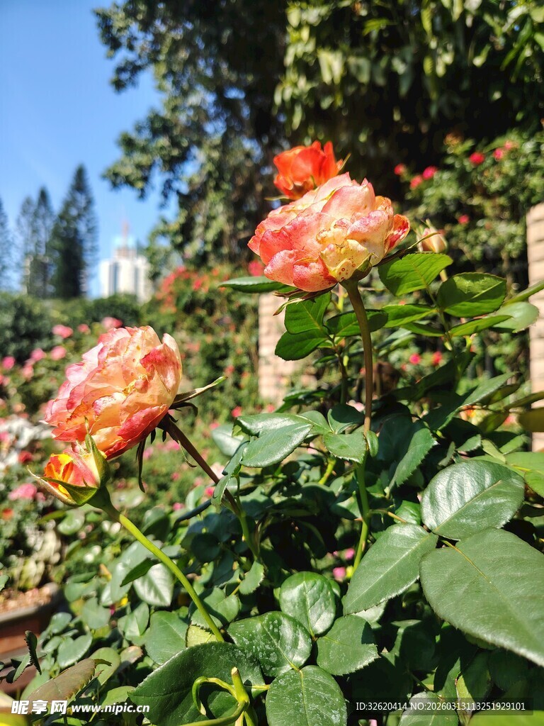 月季花