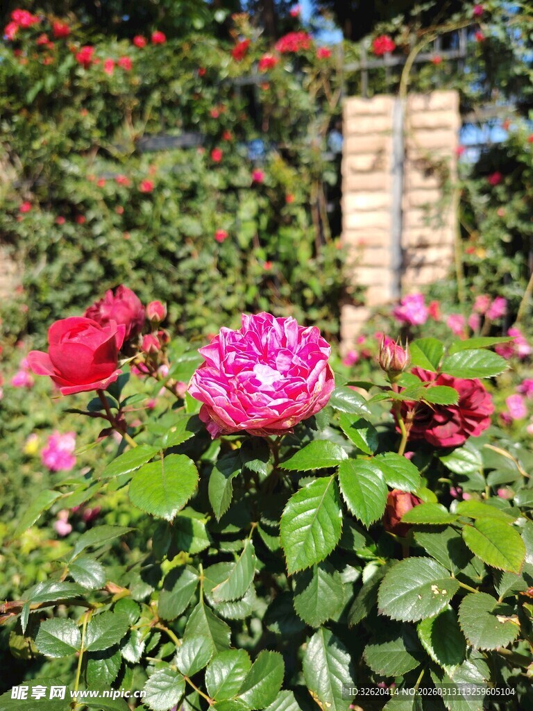 月季花