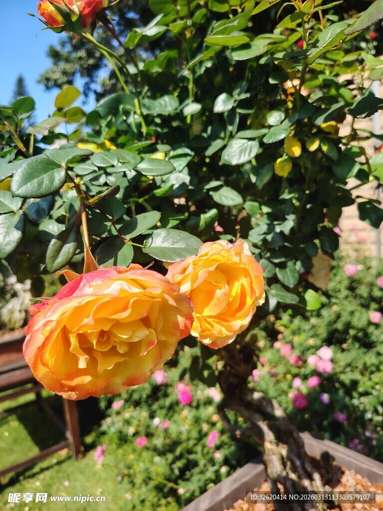 月季花
