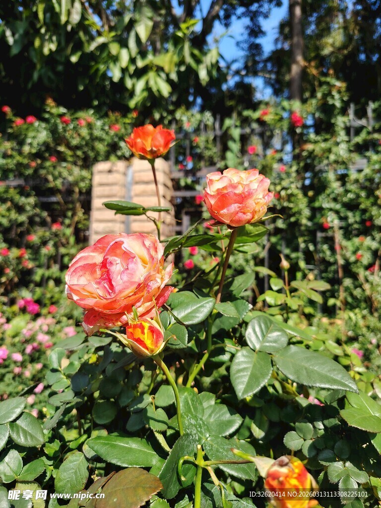 月季花