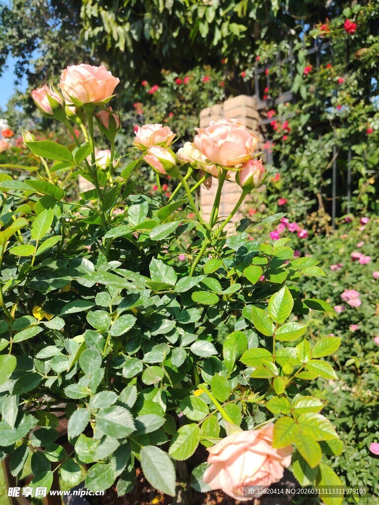 月季花