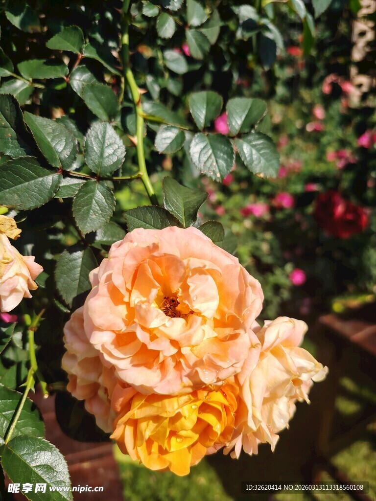 月季花