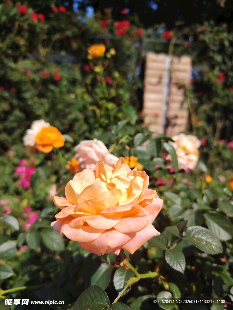 玫瑰花