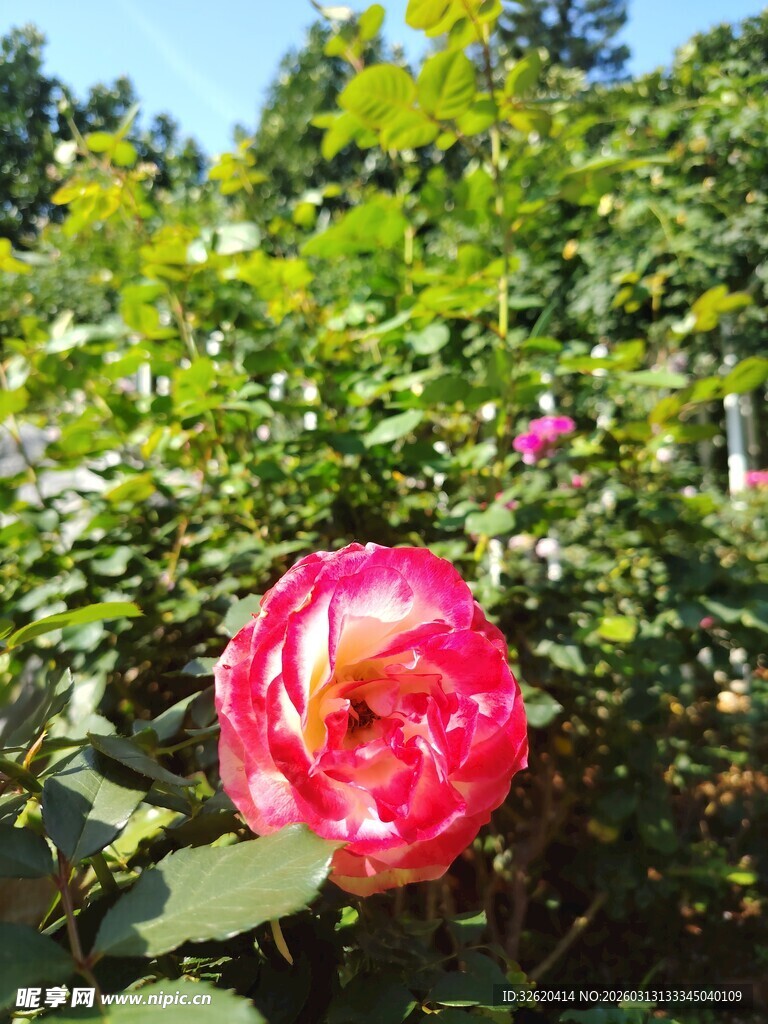 月季花