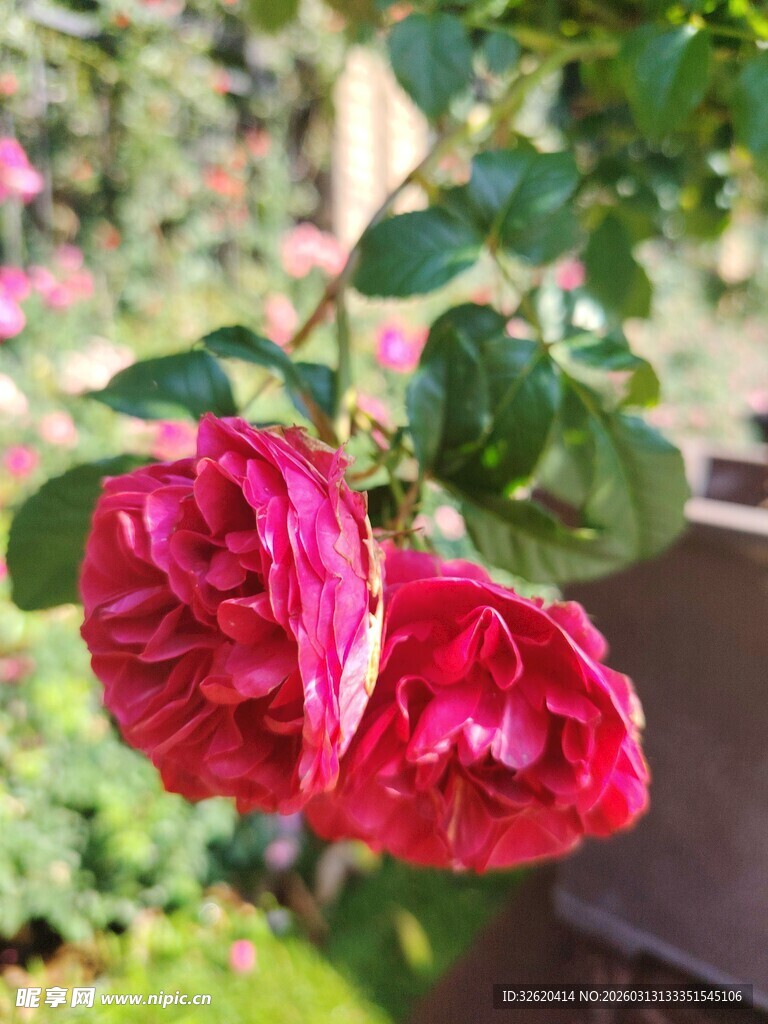 红玫瑰