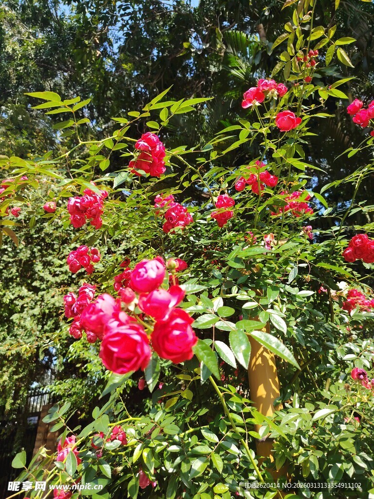 蔷薇花