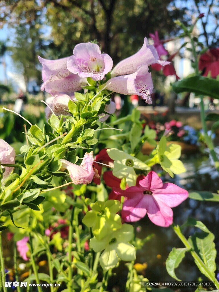 绽放的多彩花卉植物
