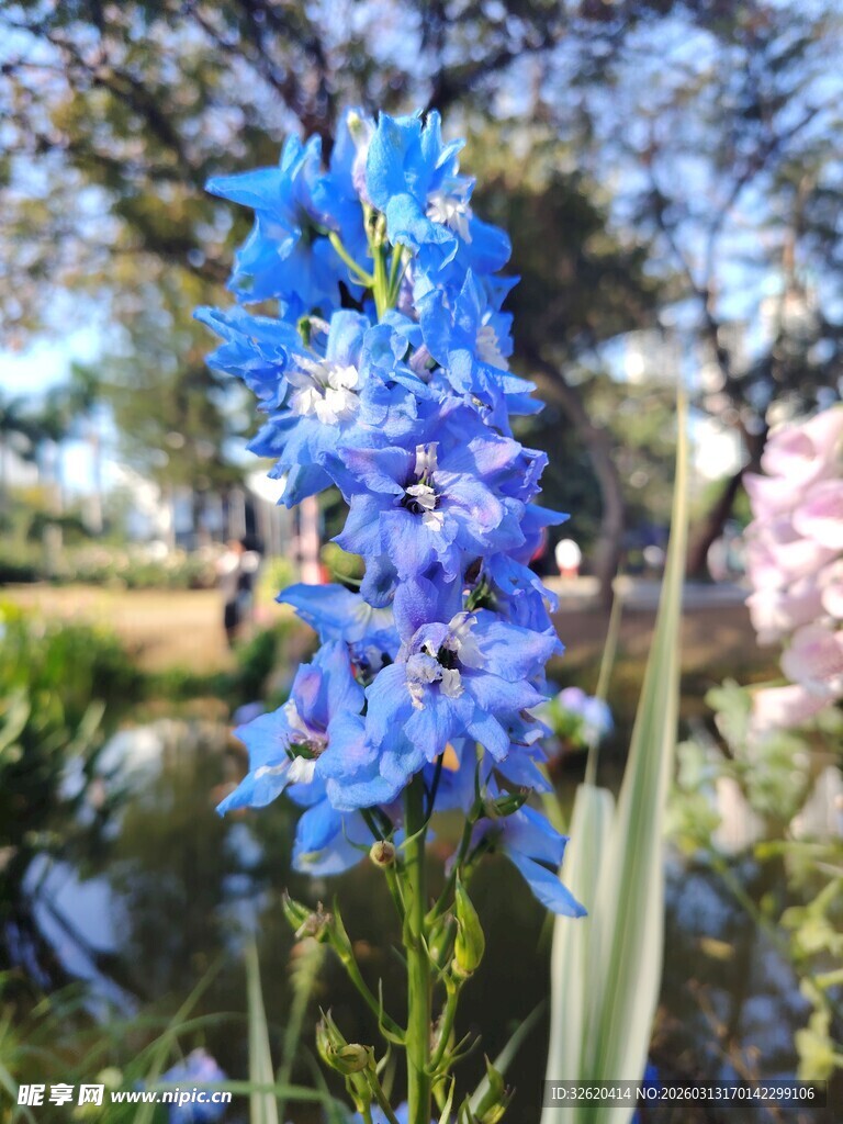 蓝紫色翠雀花绽放