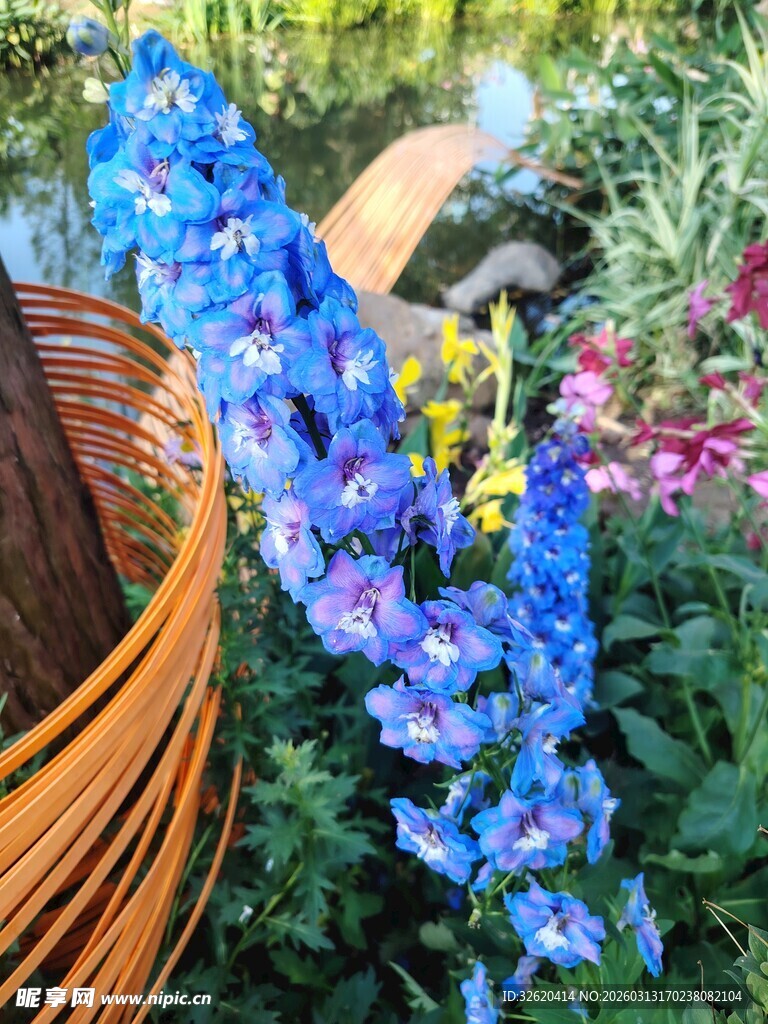 蓝紫色花卉