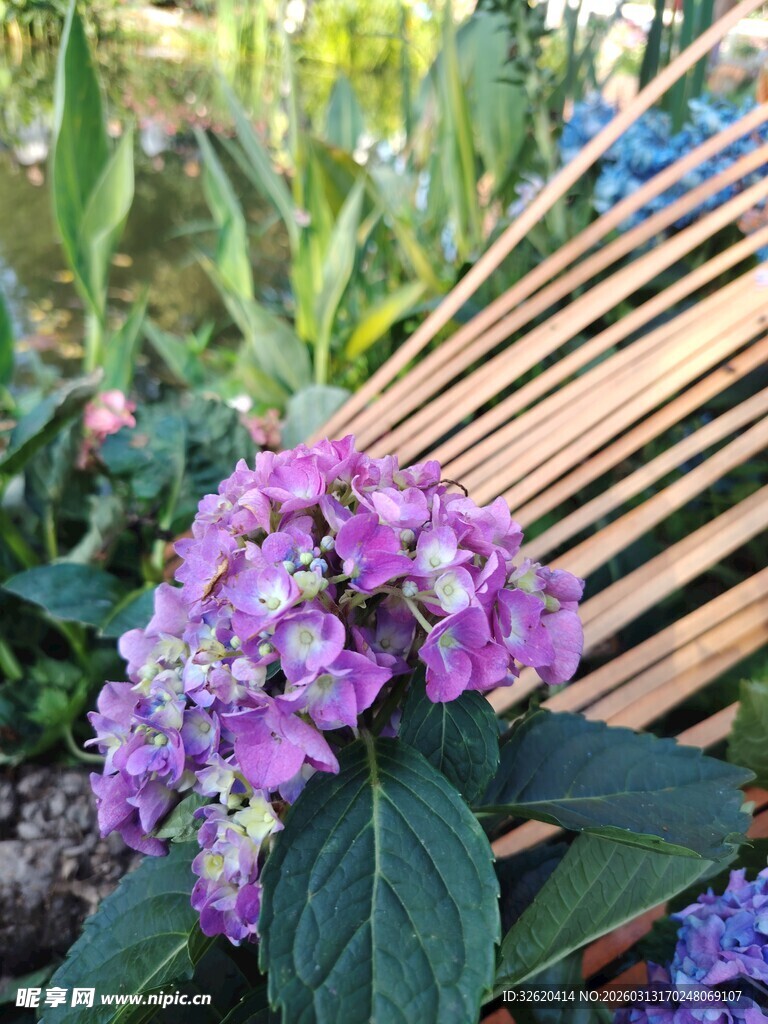 紫色绣球花