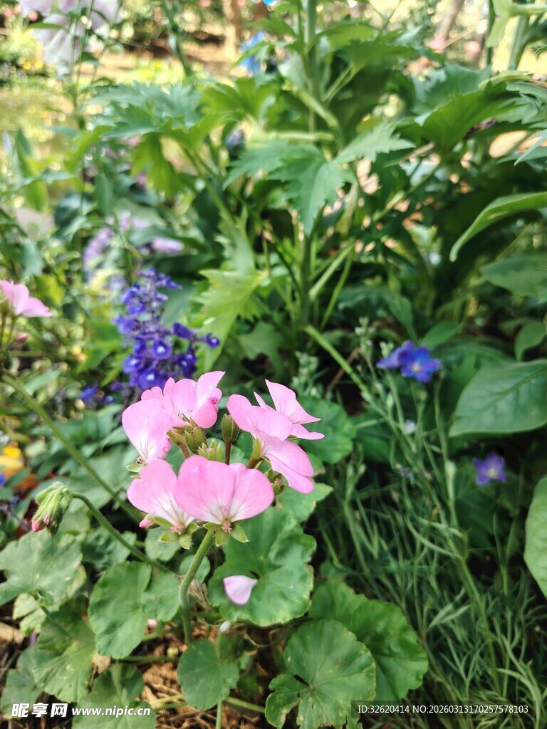 花园中的多彩花卉绽放