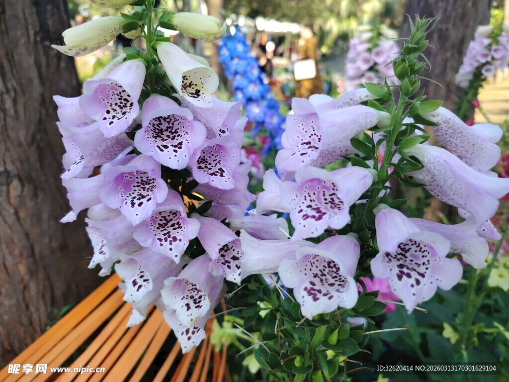 紫色风铃花绽放于木旁