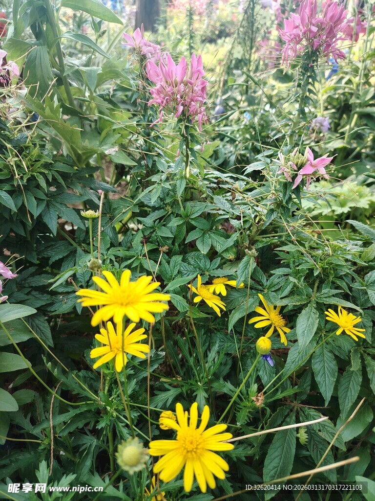 花丛中的黄色小花绽放