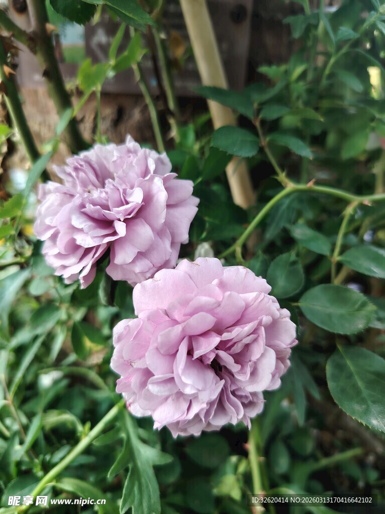 玫瑰