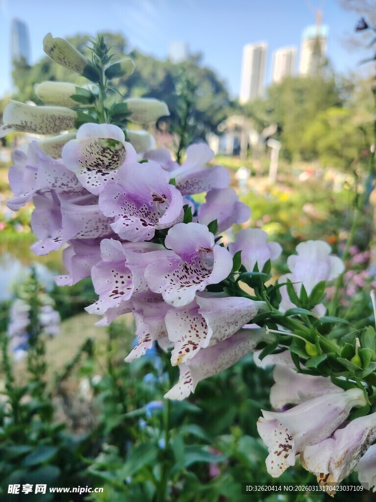 淡紫色花卉绽放于绿意间