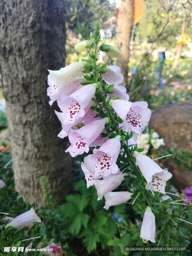 树旁低垂的粉紫色吊钟花