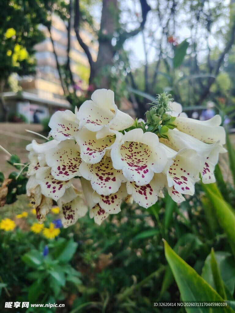 白色毛地黄花绽放