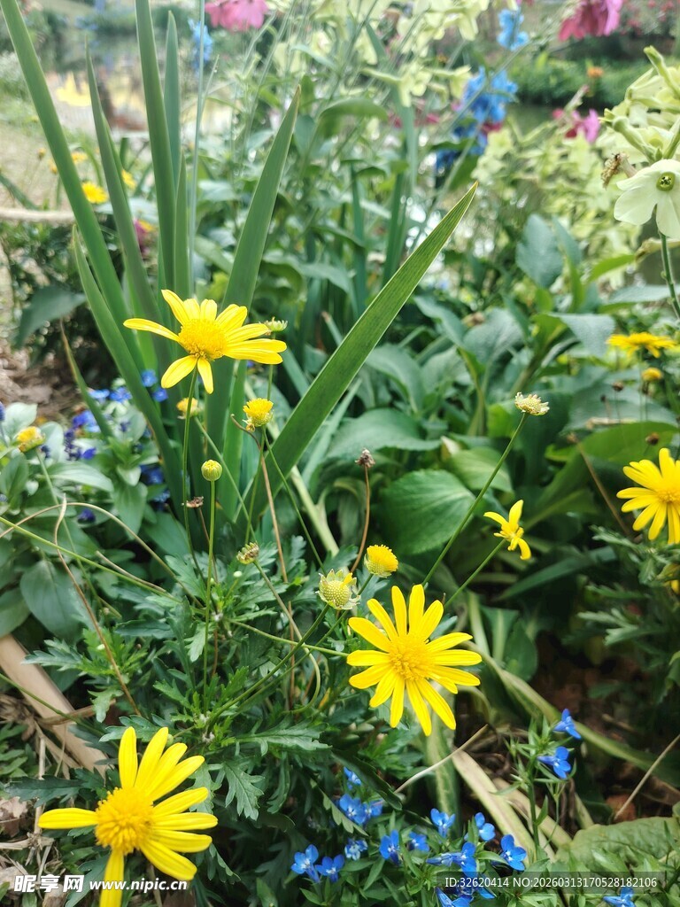 花园中绽放的黄色小花