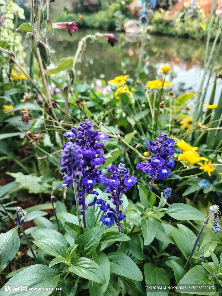 花园中多彩花卉绽放