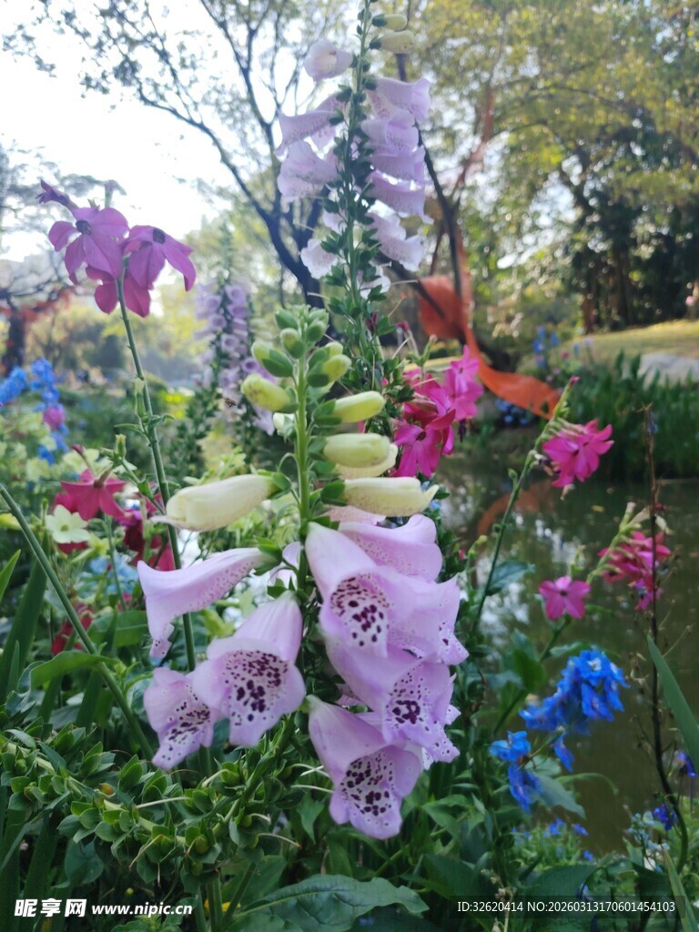 多彩花卉绽放花园美景