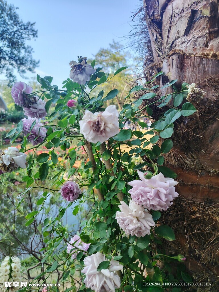 蔷薇攀爬石墙绽放美景