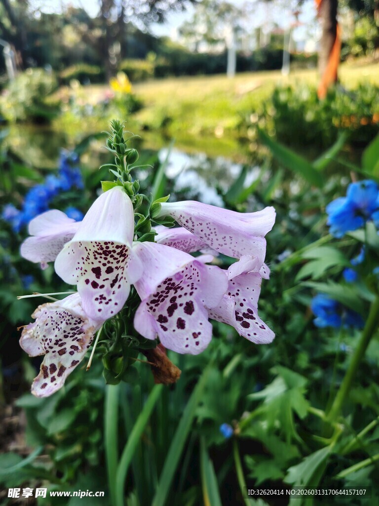 紫色斑点花朵绽放于草地