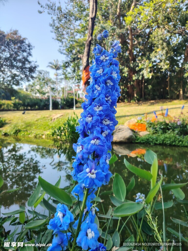 蓝花绽放于美丽花园
