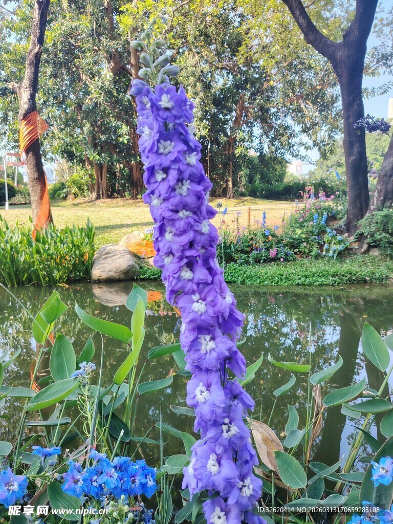 湖畔紫色花卉绽放美景