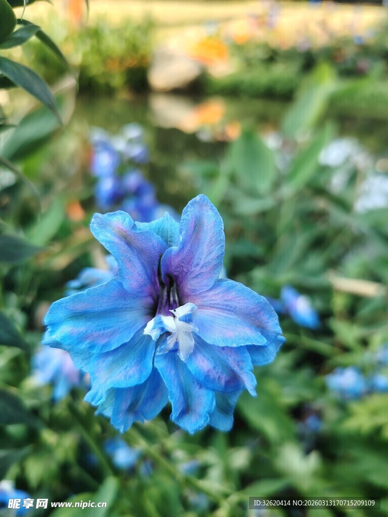 蓝色绽放花朵