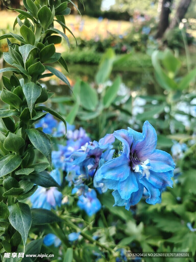 蓝花绽放于绿叶间