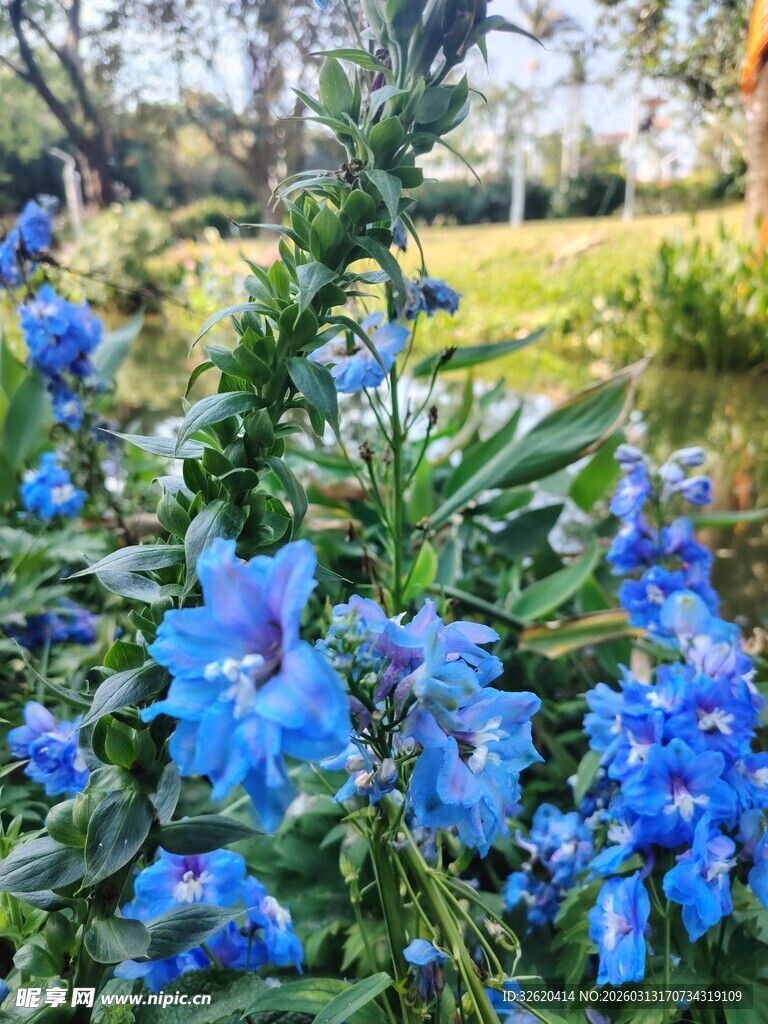 蓝花绽放于绿意盎然间