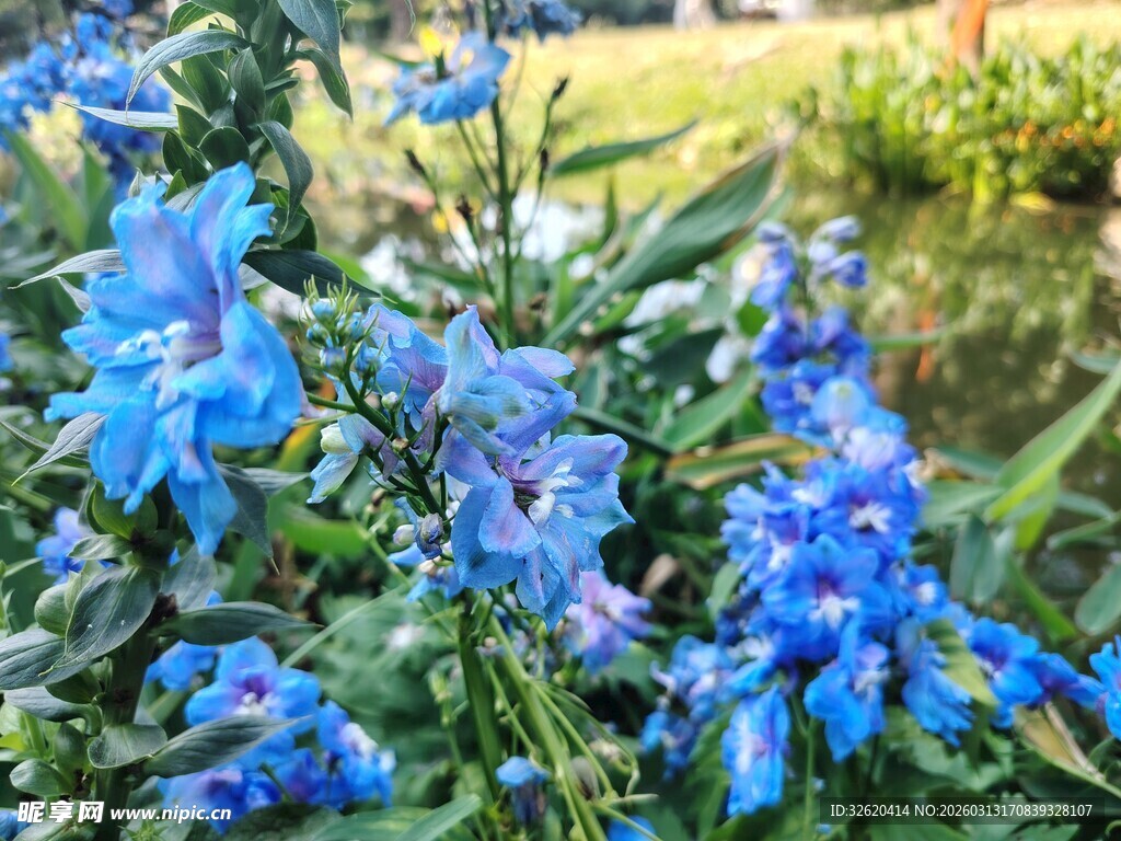 蓝花绽放