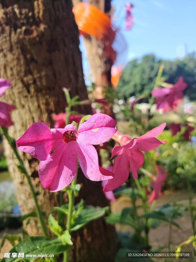 娇艳绽放的粉色花卉