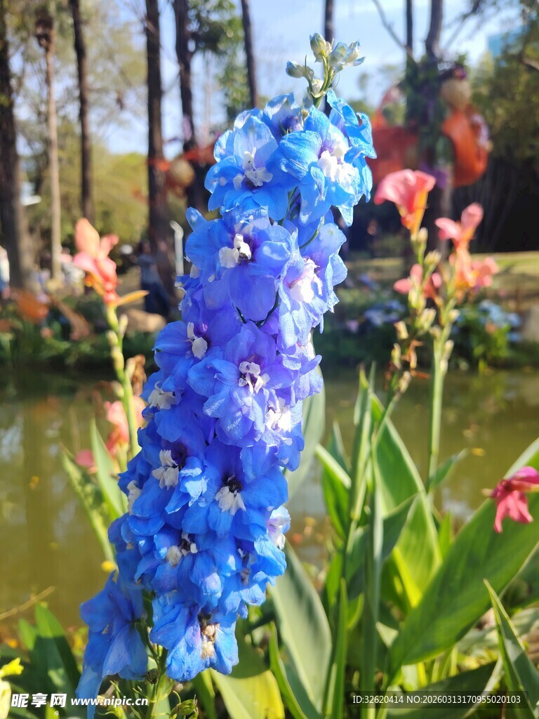蓝花绽放于园林美景中