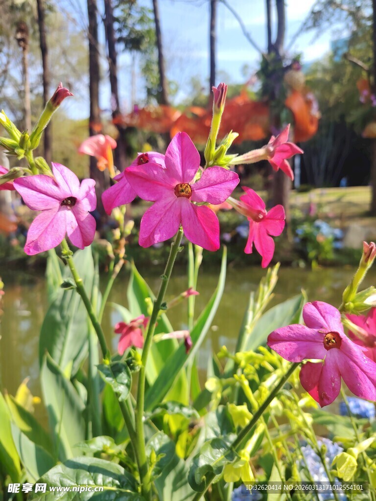 湖畔绽放的娇艳粉色花朵