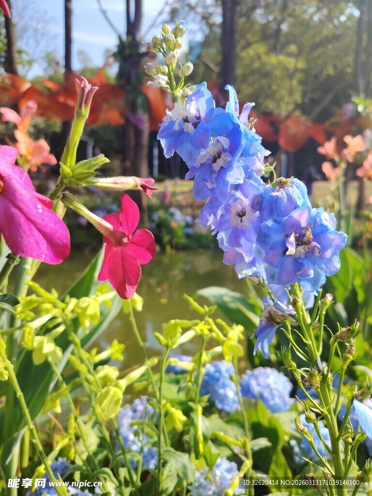 春日花园多彩花卉绽放