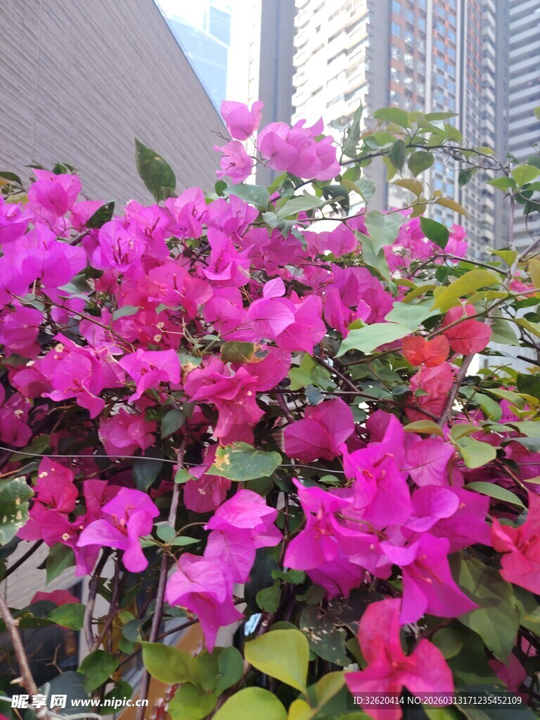 艳丽三角梅绽放于城市间