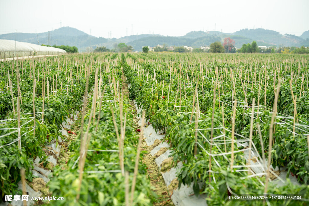 绿色农田里的作物种植场景