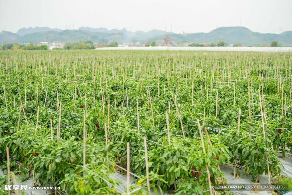 绿色蔬菜种植农田景观
