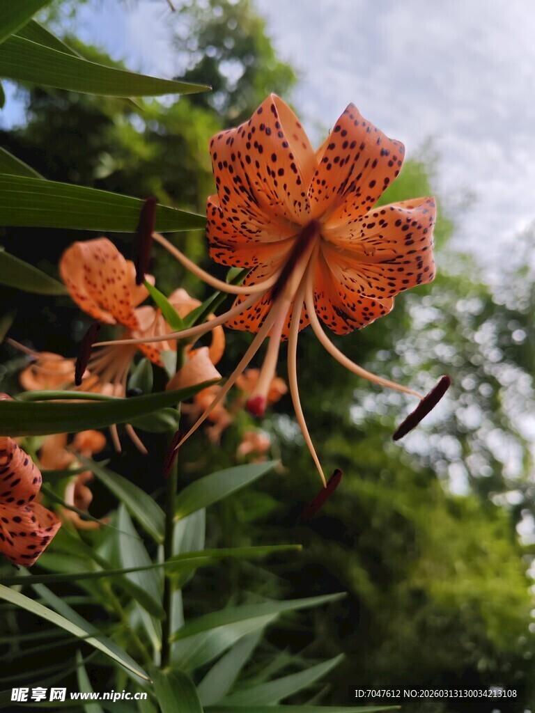 卷丹百合花绽放于绿叶间