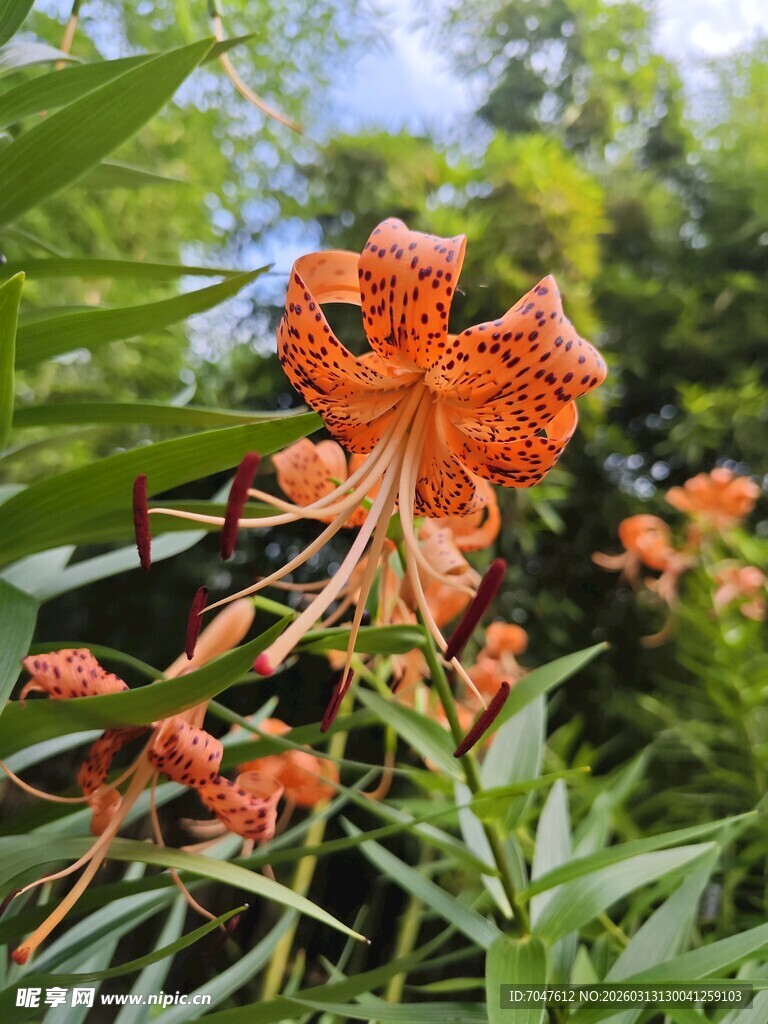 绽放的橙色卷丹百合花