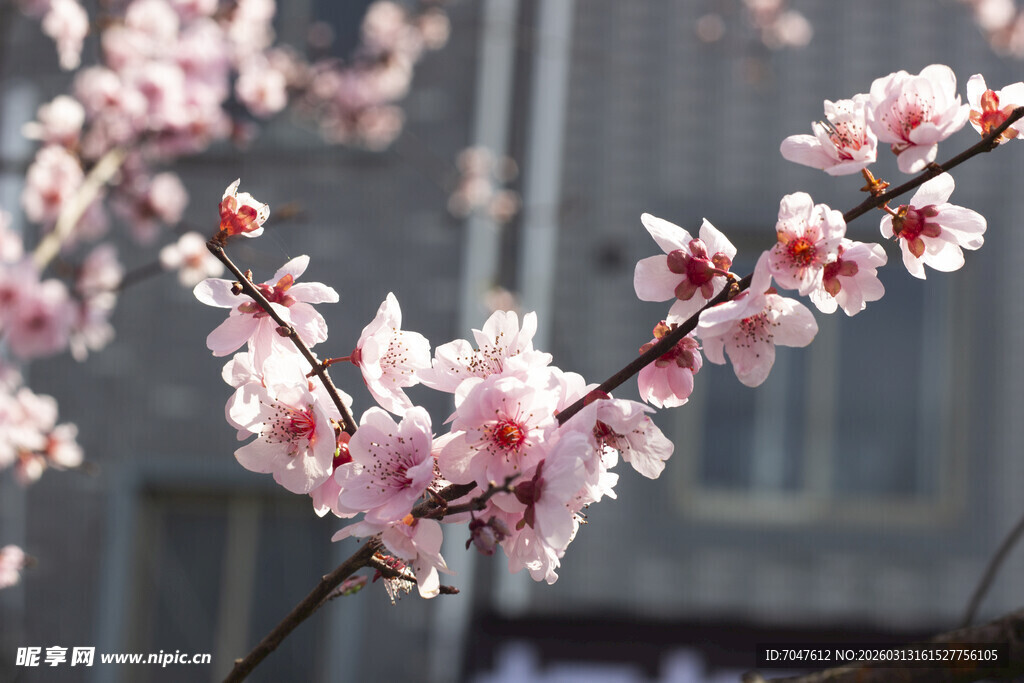 枝头绽放的美人梅