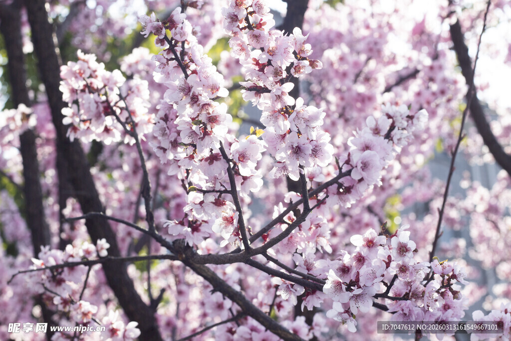 烂漫盛开的美丽粉色美人梅