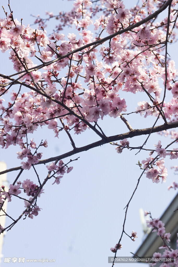 枝头绽放美人梅