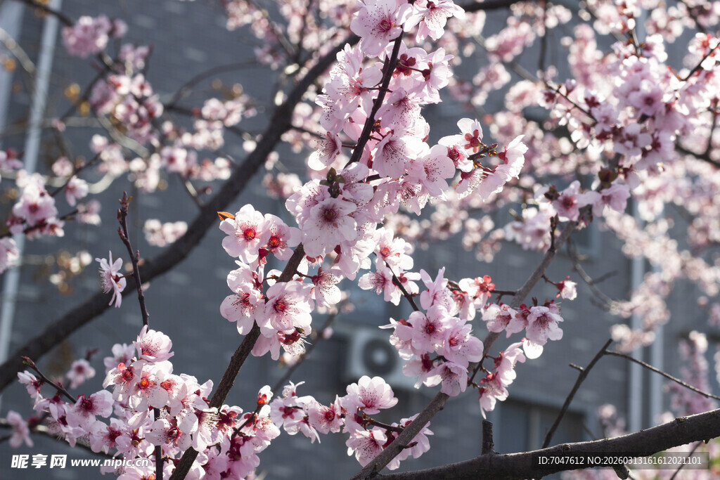春日绽放的烂漫粉色花枝
