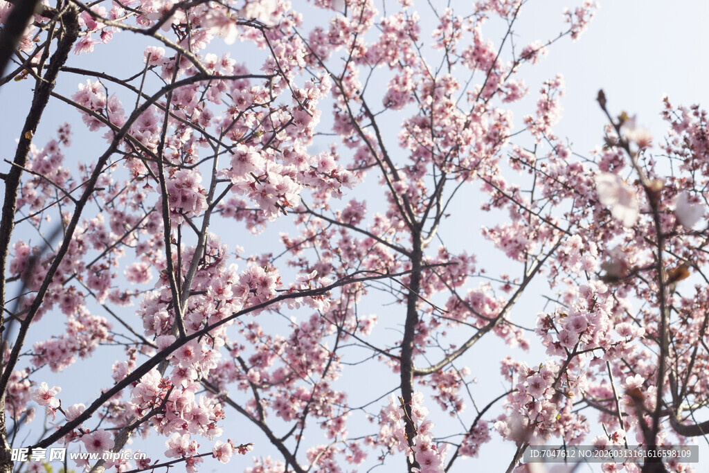 春日盛开的美人梅