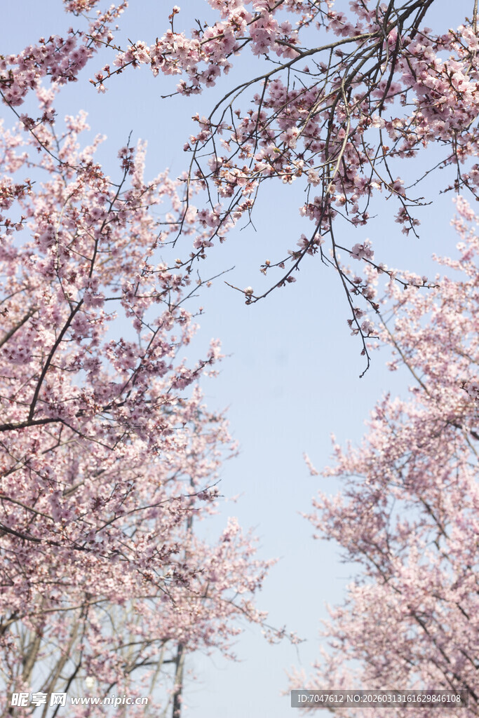春日烂漫美人梅