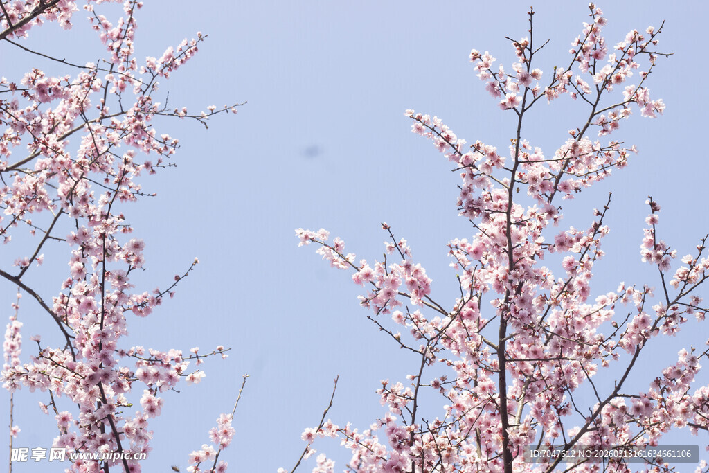 蓝天映衬下的烂漫美人梅