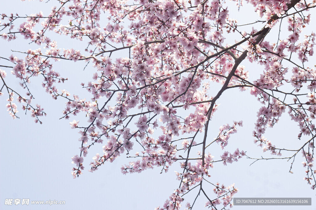 枝头烂漫美人梅绽放